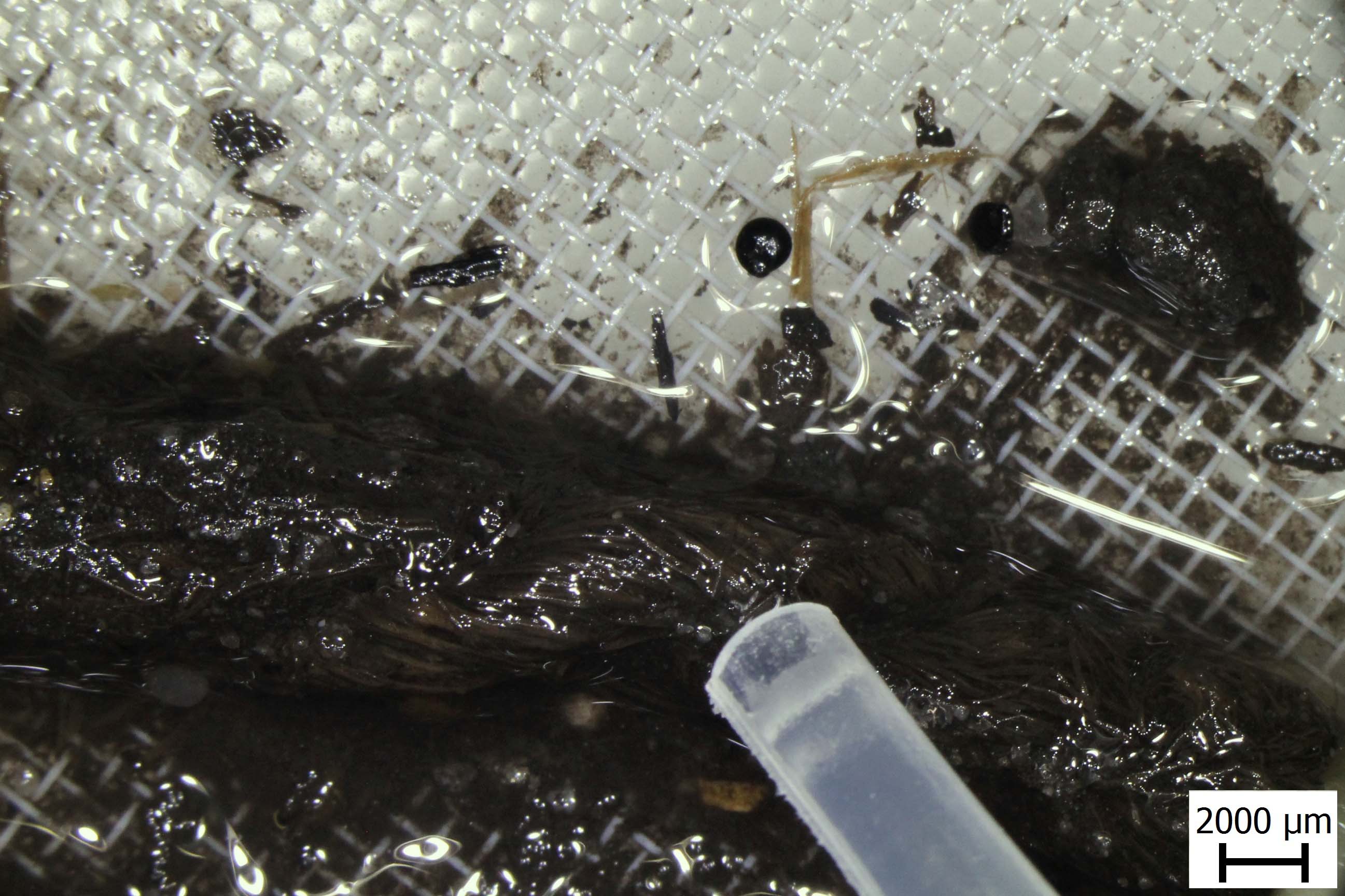 Čištění provázku pipetou // Cleaning of the string with a pipette. Foto VŠCHT