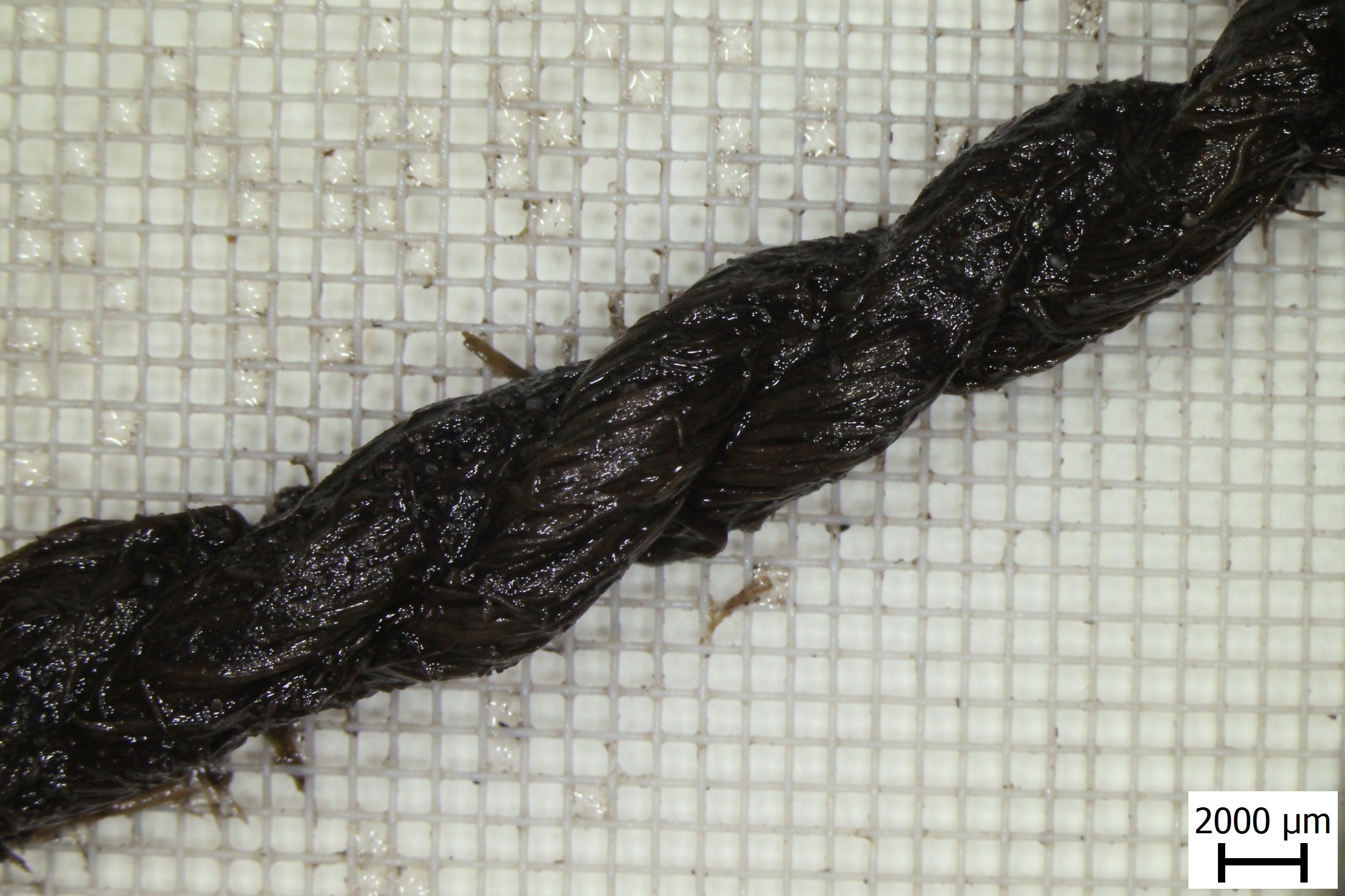 Neolitický provázek propláchnutý vodou // Neolithic string after water cleaning. Foto VŠCHT
