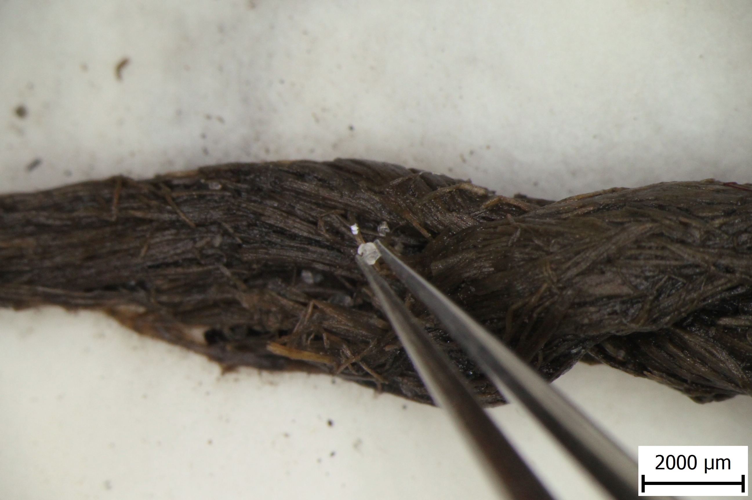 Čištění provázku pinzetou // Cleaning of the string with tweezer. Foto VŠCHT